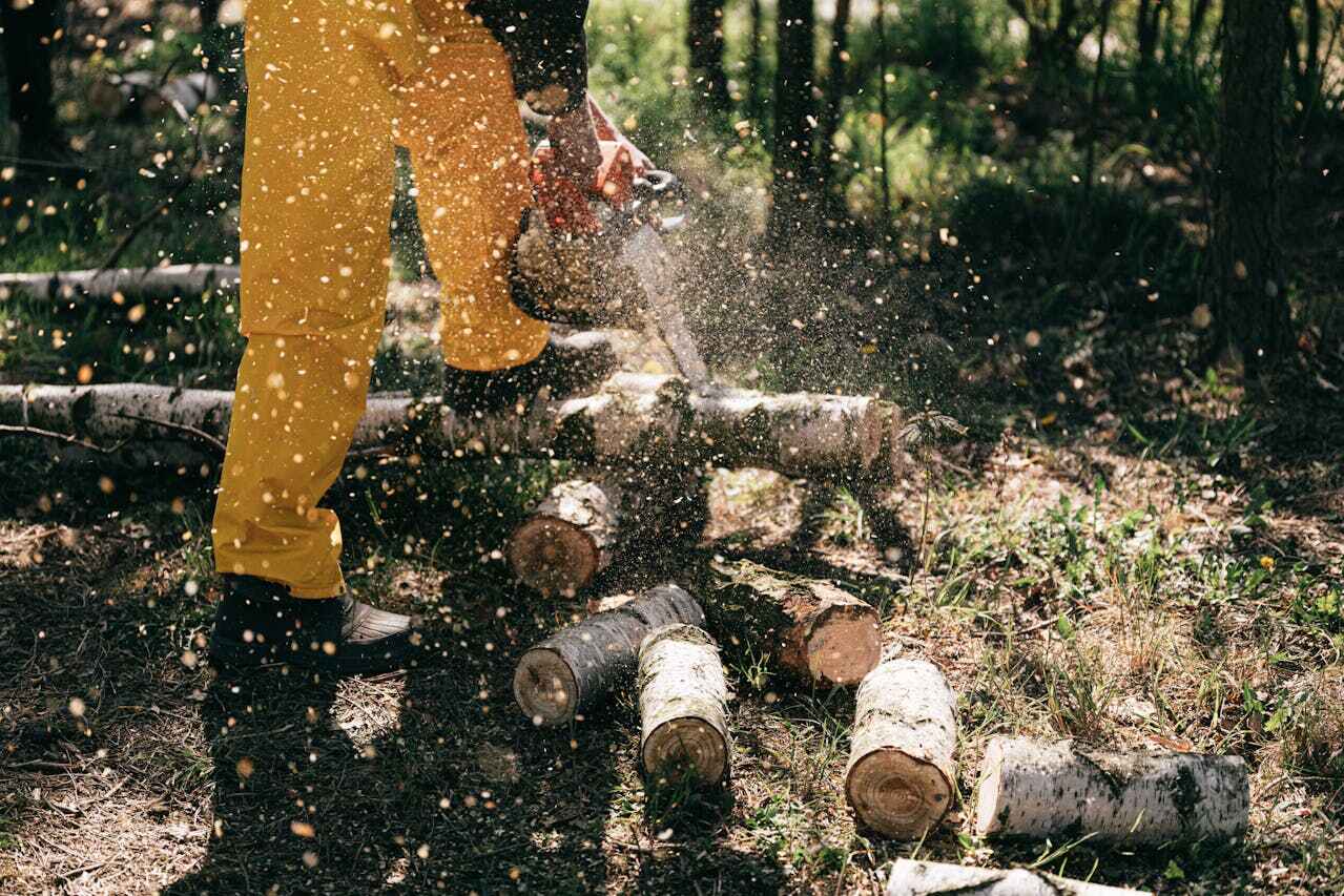 The Steps Involved in Our Tree Care Process in Winthrop, MN